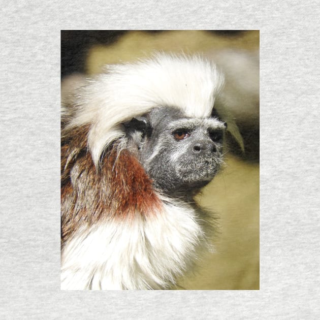 Cotton-top Tamarin by kirstybush